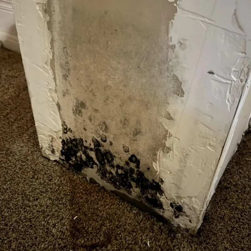 Professional Mold Removal in Nebraska City, NE